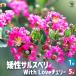 ITANSE.. индийская сирень. саженец товар вид :With Love* Cherry цветок рассада 5 номер pot /1 шт продажа Hanaki .. индийская сирень i язык se официальный 