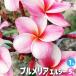 ITANSE плюмерия саженец товар вид : L si- цветок рассада 5 номер горшок /1 шт продажа Hanaki Hanaki. рассада цветок. рассада i язык se официальный 