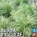 ITANSEka Rex Amazon Mist цветок рассада 9cm pot /. сделка 2 шт. комплект цвет leaf .. рассада .kayatsulig носорог язык se официальный 