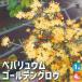 ITANSEpe шероховатость .um золотой Glo u Hanaki рассада 4 номер pot /1 шт продажа pe шероховатость .um золотой Glo u золотой свечение fe шероховатость um