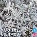 ITANSE износ kli Sam серебряный snow цветок рассада 2.5 номер pot /. сделка 2 шт. комплект цвет leaf цветок. рассада почвопокровные растения рукоятка King 