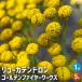  дракон katen Delon G fire - Works Hanaki рассада 5 номер /1 шт продажа серебряный лист . серебристый yo-juyama Moga si аранжировка цветов 