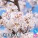  Sakura .. Yoshino (someiyo инструмент для проволоки ) Hanaki рассада 4.5 номер pot /1 шт продажа Sakura Sakura cherry blossom садоводство товар вид символ tree 
