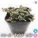  clover tinto sepia цветок рассада 3 номер /. сделка 3 шт. комплект цветок. рассада цвет leaf .. для симпатичный compact садоводство 