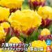 ���d��`���[���b�v �o�i�i�A�C�X�N���[�� ��o���c �ԕc 3��/��������2�Z�b�g ����[����� �񂹐A�� �K�[�f�j���O �ӏ� �͔| �뉀�؉�