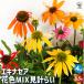 эхинацея цветок цвет MIX видеть итого .. цветок рассада 3.5 номер /. сделка 4 шт. комплект цветок. рассада фиолетовый лошадь .. фиолетовый барен gik лиловый кукуруза цветок 