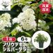  клей utsugi серебряный dala- Hanaki рассада 6 номер /1 шт продажа садовое дерево символ tree память . Hanaki рассада саженец цветок. рассада двор .. земля .. растение в горшке веранда 