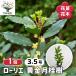 ���j���̕c�� �������j�� �Ԗؕc 3.5��/1���� ���j���̕c ���j���c ���j���c�� �Q�b�P�C�W�� �c�� ���[���G ���[���� ��΍��� ���Y�ي�
