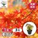 momiji( клён ). саженец Hanaki рассада 3 номер /1 шт продажа садовое дерево. рассада растение. саженец пятно клён . фиолетовый no корова momiji. лист клён клен momiji. рассада . лист. рассада 