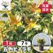 . цвет османтус разнолистный Hanaki рассада 7 номер /1 шт продажа go type османтус разнолистный ...... дерево вечнозеленый в европейком стиле wooden сырой . кремовый цвет lime зеленый .. глаз ..