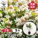  автомобиль Lynn bai Hanaki рассада 5 номер /1 шт продажа символ tree память . Hanaki рассада саженец цветок. рассада двор .. земля .. растение в горшке веранда садоводство цветок . сад 