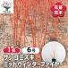  коралл mizki mid winter fire - Hanaki рассада 6 номер /1 шт продажа ....mizki сырой . цветок символ tree память . Hanaki рассада саженец цветок. рассада двор ..