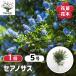 seano подвеска Hanaki рассада 5 номер /1 шт продажа seono подвеска California lilac уход no-tsus вечнозеленый . низкий дерево символ tree память . Hanaki рассада саженец цветок. рассада 
