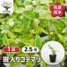 kote Мали . ввод Hanaki рассада 2.5 номер /1 шт продажа защита рук коте . рука . цветок te Мали bana колокольчик .szkake....