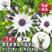  мужской Teos perumam конфитюр kyuiede Berry цветок рассада 3 номер /1 шт продажа Osteospermum Africa nte-ji- Дэйзи ....