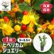 hipeli cam ювелирные изделия цветок рассада 3~3.5 номер /1 шт продажа otogili saw Hypericum Miracle nighttoli цвет желтый золотой лист 