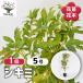 si Kimi садовое дерево 5 номер /1 шт продажа рассада ... type bi символ tree память . Hanaki саженец цветок. рассада двор .. земля .. растение в горшке веранда садоводство 