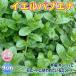 ITANSE �n�[�u�c �~���g �C�G���p�u�G�i 10.5cm�|�b�g 2�Z�b�g �������� �C�^���Z����