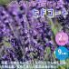 ITANSE lavender wing lishuhido coat (.. purple color. flower ) herb. seedling 9cm pot . bargain 2 piece set gardening kitchen garden easy free shipping i tongue se official 