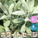 ITANSE white sage. seedling herb. seedling 4 number 1 piece sale cooking gardening kitchen garden easy free shipping i tongue se official 