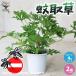 ITANSE mosquito taking .(katoli saw )( mosquito ream .) (sentedo geranium ) herb. seedling 4 number . bargain 2 piece set gardening kitchen garden easy free shipping i tongue se official 