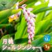 ITANSE month peach (getou) shell Gin ja- herb. seedling 12cm pot 1 piece sale cooking gardening kitchen garden easy free shipping i tongue se official 