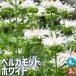 ITANSE бергамот трава. рассада 3 номер pot /. сделка 4 шт. комплект таймер tsubana бобер myagruma - ka