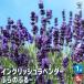 крыло lishu лаванда ... ..- трава. рассада 4~5 номер /1 шт продажа лаванда. рассада herb трава трава рассада садоводство огород 