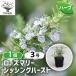 ITANSE ���[�Y�}���[ �V�b�V���O�n�[�X�g �n�[�u�̕c 9cm�|�b�g 1���� ���� �K�[�f�j���O �ƒ�؉� �ȒP �������� �C�^���Z����
