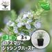 ITANSE ���[�Y�}���[ �V�b�V���O�n�[�X�g �n�[�u�̕c 9cm�|�b�g ��������3�Z�b�g ���� �K�[�f�j���O �ƒ�؉� �ȒP �������� �C�^���Z����