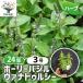 ITANSE �n�[�u�c �z�[���[�o�W��(���@�i�E�g�D���V�[) 9cm�|�b�g ��������24�Z�b�g �������� �C�^���Z����