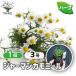 ITANSE трава рассада german ромашка 9cm pot 1 шт продажа бесплатная доставка i язык se официальный 