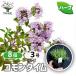 ITANSE трава рассада common время 9cm pot . сделка 8 шт. комплект бесплатная доставка i язык se официальный 
