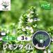 ITANSE �n�[�u�c �������^�C�� 9cm�|�b�g ��������4�Z�b�g �������� �C�^���Z����