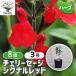 ITANSE Cherry шалфей сигнал красный трава. рассада 9cm pot /. сделка 8 шт. комплект . корень . крепкий теплота . сильный ..... лето из осенний цветок 