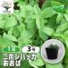 ITANSE Japan - ka... трава. рассада 9cm pot /1 шт продажа собственный сырой трава японский трава мир вид - ka травяной чай садоводство 
