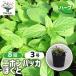 ITANSE Japan - ka... трава. рассада 9cm pot /. сделка 8 шт. комплект собственный сырой трава японский трава мир вид - ka травяной чай садоводство 