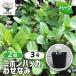 ITANSE Japan - ka.... трава. рассада 9cm pot /. сделка 2 шт. комплект собственный сырой трава японский трава мир вид - ka травяной чай садоводство 