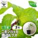 ITANSE Japan - ka юг Alps трава. рассада 9cm pot /1 шт продажа собственный сырой трава японский трава мир вид - ka травяной чай Kiyoshi . чувство 