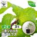 ITANSE Japan - ka юг Alps трава. рассада 9cm pot /. сделка 2 шт. комплект собственный сырой трава японский трава мир вид - ka травяной чай Kiyoshi . чувство 