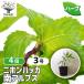 ITANSE Japan - ka юг Alps трава. рассада 9cm pot /. сделка 4 шт. комплект собственный сырой трава японский трава мир вид - ka травяной чай Kiyoshi . чувство 