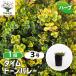  время do-mbare- трава. рассада 3 номер /1 шт продажа рассада трава рассада трава herb перилла лимон лимон время . ввод 
