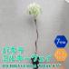 ITANSE �ϗt�A�� �p�L�� �~���L�[�E�F�C 1�{���� ��^ �ϗt�A�� 7���� �������� �C�^���Z����