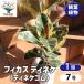 ITANSE �ϗt�A�� �t�B�J�X�E�e�B�l�P(�e�B�l�P�S��) �S���̖؂̒��� �ϗt�A�� 7���v���X�`�b�N�� 1���� �ϗt�A�� �C���e���A �������� �C�^���Z����