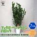 ITANSE �ϗt�A�� �x���W���~���E�o���b�N �ϗt�A�� 7��L�T�C�Y 1���� �l�C �ϗt�A�� ������� �C���e���A �Ϗ� �������� �C�^���Z����