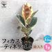 ITANSE �t�B�J�X�E�e�B�l�P(�e�B�l�P�S��)�S���̖؂̒��� ������ �ϗt�A�� 3.5���|�b�g ���r���O��I�t�B�X�����T�C�Y 1���� �������� �C�^���Z����