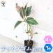 ITANSE �e�B�l�P�S�� ������ �Ȃ���d���� �ϗt�A�� 4���|�b�g 1���� �l�C �ϗt�A�� ������� �C���e���A �Ϗ� �������� �C�^���Z����