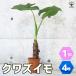  Alocasia odora декоративное растение 4 номер pot 1 шт продажа популярный декоративное растение модный интерьер .. бесплатная доставка 