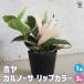 ITANSE Hoya ( Sakura Ran )ka Renault sa "губа" цвет декоративное растение 3 номер pot /1 шт продажа . лист интерьер i язык se официальный 