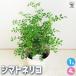  вечнозеленый ясень декоративное растение 4 номер /1 шт продажа Thai one siojiFraxinus griffithii символ tree wooden . тон Rico .